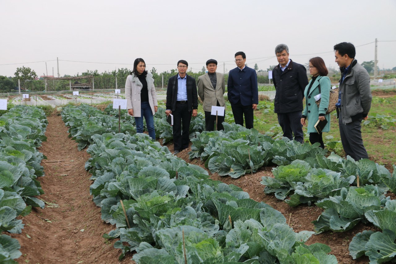 5 thanh niên đầu tư sản xuất rau sạch theo kiểu Nhật ở thành phố Hưng Yên